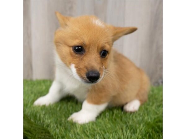 Pembroke Welsh Corgi DOG Male Red 5913 Petland Mall of Georgia