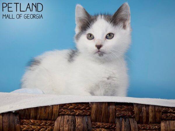 Domestic Cat-CAT-Male-Gray / White-5908-Petland Mall of Georgia