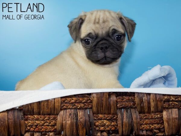 Pug DOG Male Fawn 5904 Petland Mall of Georgia