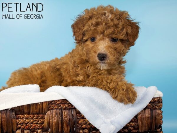 Miniature Poodle DOG Male Red 5903 Petland Mall of Georgia