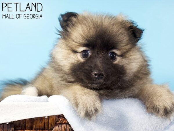 Pomeranian DOG Male Cream Sable 5900 Petland Mall of Georgia