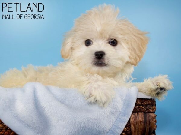 Shihpoo-DOG-Male-Cream-5886-Petland Mall of Georgia