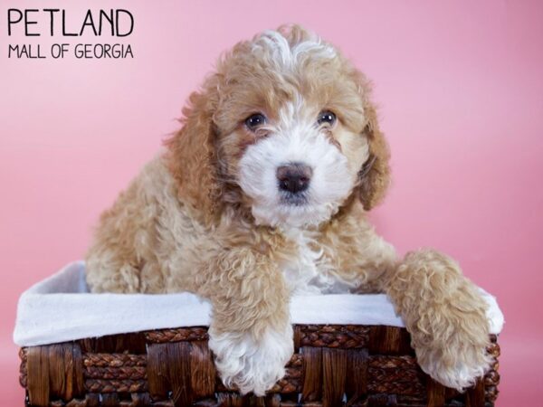 Miniature Aussie Poo-DOG-Female-RED WHITE-5950-Petland Mall of Georgia