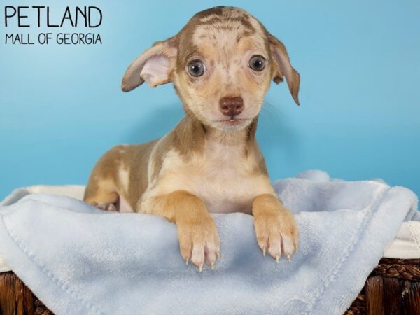 Chihuahua DOG Male CHOC MERLE 5947 Petland Mall of Georgia