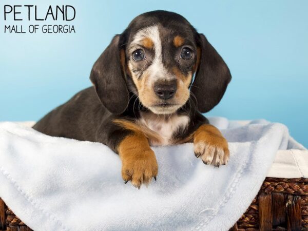 Miniature Dachshund-DOG-Male-CHOC WH-5941-Petland Mall of Georgia