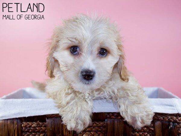 Cavachon DOG Female BLENHIEM 5939 Petland Mall of Georgia