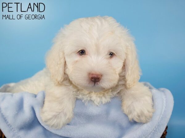 Daisy Dog-DOG-Male-white-5933-Petland Mall of Georgia