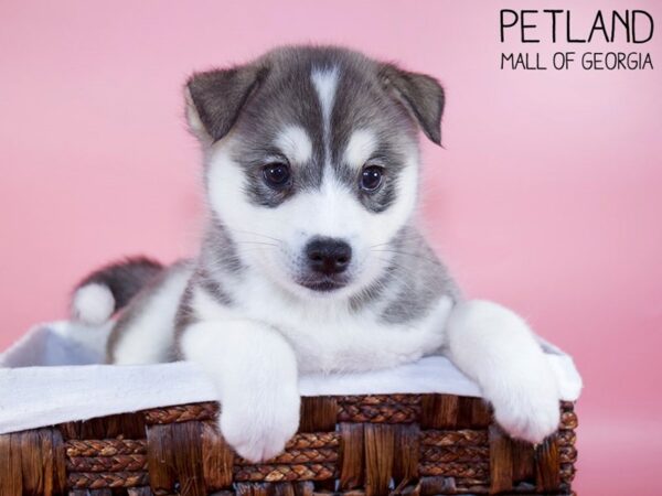 Huskimo DOG Female BLK WHITE 5929 Petland Mall of Georgia