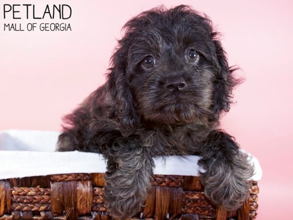 Cockapoo DOG Female BLK TAN 5927 Petland Mall of Georgia