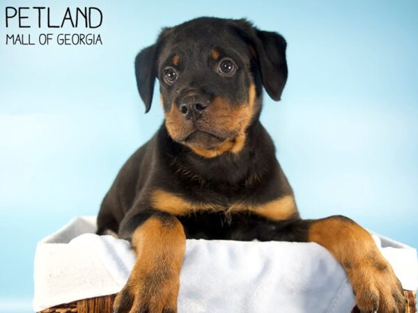 Rottweiler DOG Male Black & Tan 5924 Petland Mall of Georgia