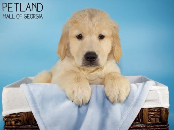 Golden Retriever DOG Male Gold 5921 Petland Mall of Georgia