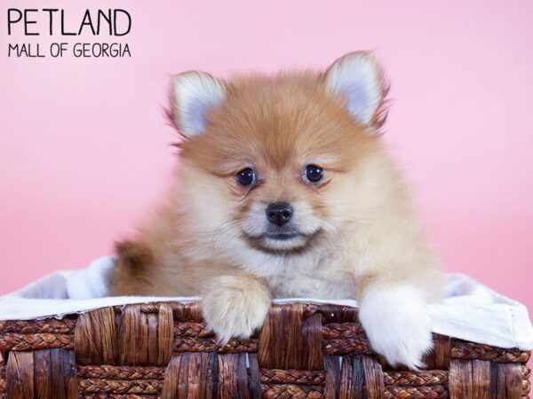 Pomeranian DOG Female SABLE 5976 Petland Mall of Georgia