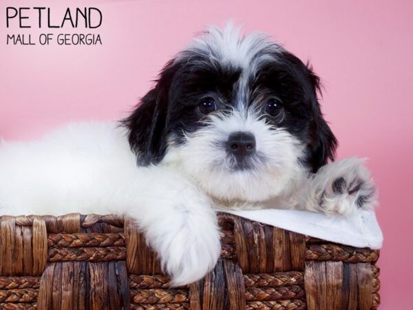 Shih Tzu DOG Female BRN WH 5971 Petland Mall of Georgia