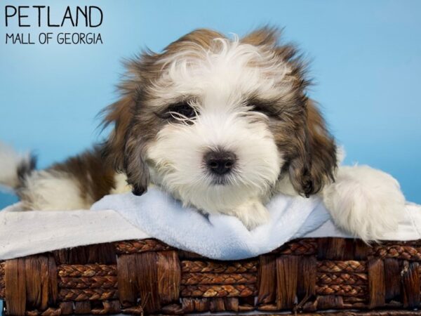 Shih Tzu DOG Male BRN WH 5968 Petland Mall of Georgia