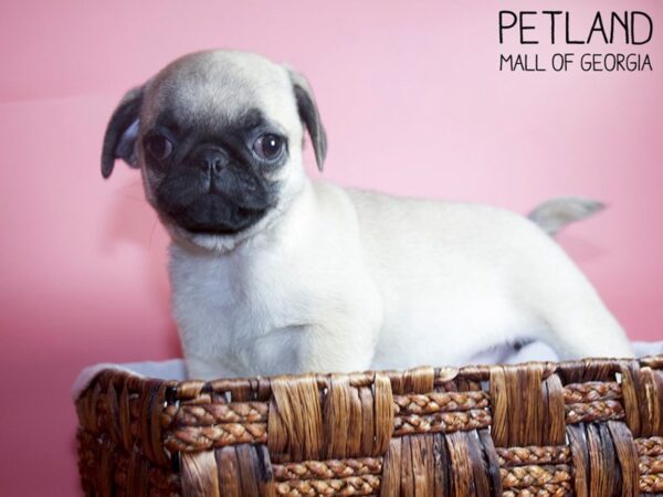 Pug DOG Female fawn 5966 Petland Mall of Georgia