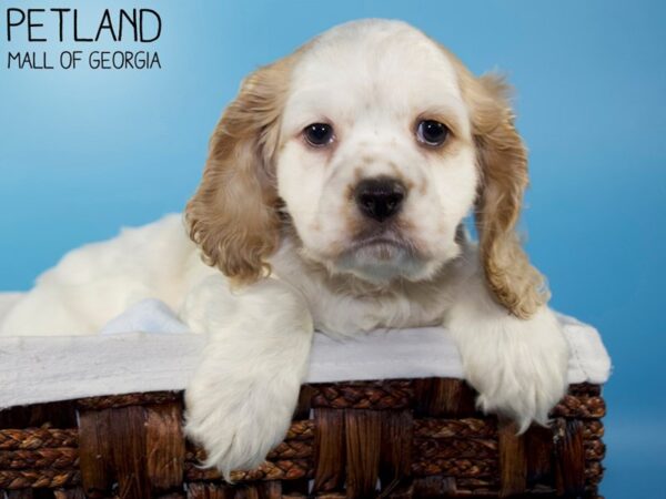 Cocker Spaniel DOG Male BROWN WHITE 5965 Petland Mall of Georgia