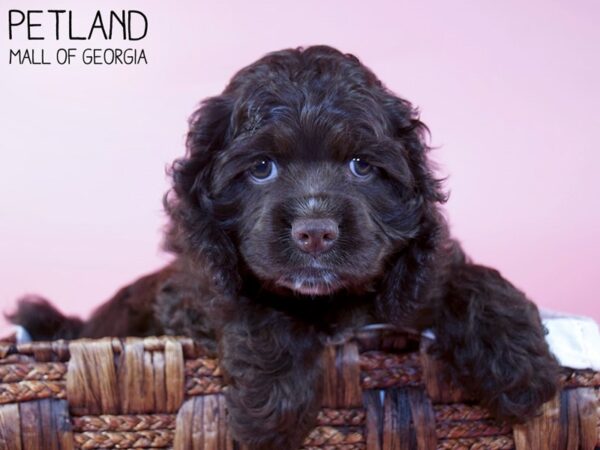 Cocker Spaniel DOG Female CHOC TAN 5960 Petland Mall of Georgia