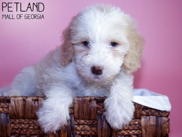 Miniature Sheepadoodle 2nd Gen-DOG-Female-Red & White-5954-Petland Mall of Georgia