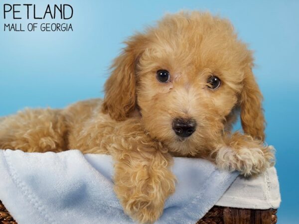 Bichonpoo-DOG-Male-RED-6010-Petland Mall of Georgia