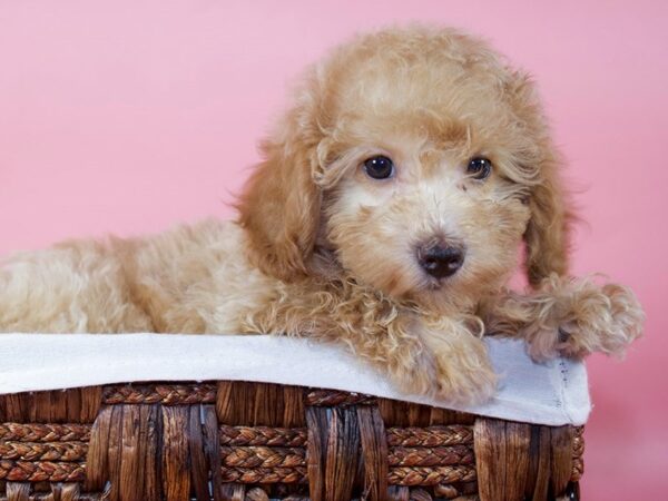 Bichonpoo-DOG-Female-RED-6009-Petland Mall of Georgia