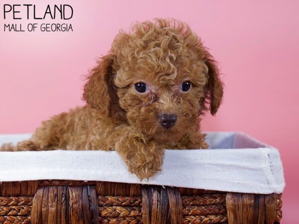 Miniature Poodle DOG Female red 6005 Petland Mall of Georgia