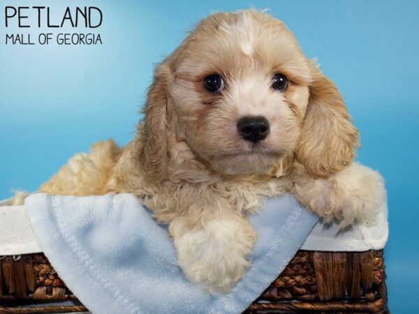 Cavachon DOG Male BLENHEIM 6000 Petland Mall of Georgia