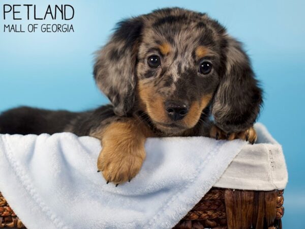 Dachshund DOG Male DAPPLE 5987 Petland Mall of Georgia