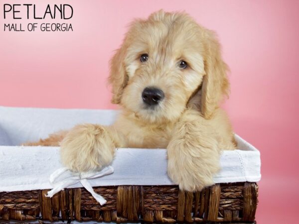 Goldendoodle DOG Female Gold 5984 Petland Mall of Georgia