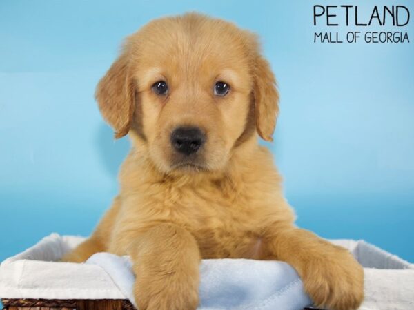 Golden Retriever DOG Male Gold 5979 Petland Mall of Georgia