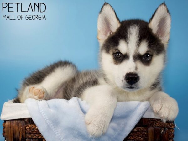 Pomsky DOG Male Black & White 6046 Petland Mall of Georgia