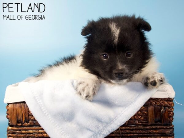 Pomeranian DOG Male BLK WHITE 6041 Petland Mall of Georgia