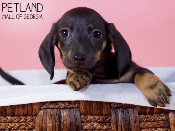 Miniature Dachshund-DOG-Female-BLACK TAN-6037-Petland Mall of Georgia