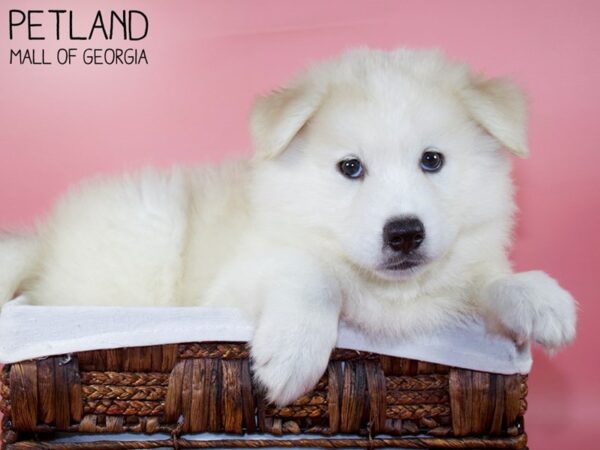 Huskimo DOG Female SILVER 6035 Petland Mall of Georgia