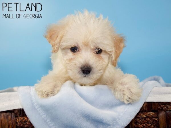 Bichonpoo-DOG-Male-CREAM-6031-Petland Mall of Georgia