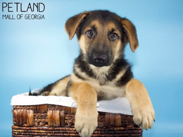 German Shepherd-DOG-Male-Black & Tan-6023-Petland Mall of Georgia