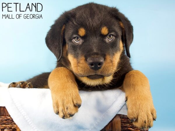 Rottweiler DOG Male Black & Tan 6015 Petland Mall of Georgia