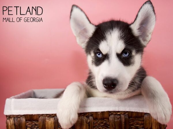 Siberian Husky DOG Female Black & White 6092 Petland Mall of Georgia