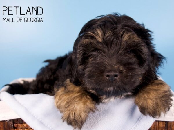 Yorkiepoo DOG Male BLK TAN 6081 Petland Mall of Georgia