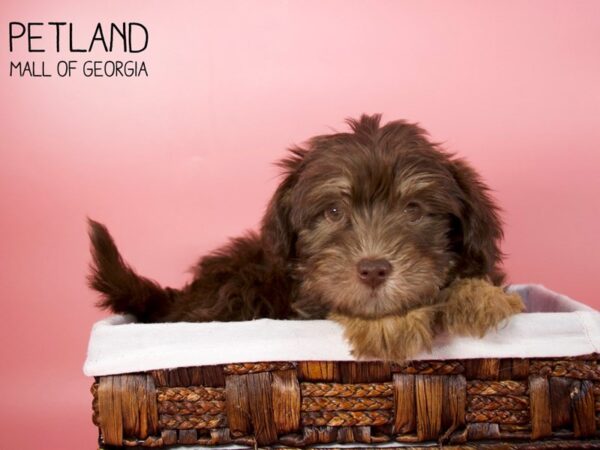 Yorkiepoo DOG Female BRN TAN 6080 Petland Mall of Georgia