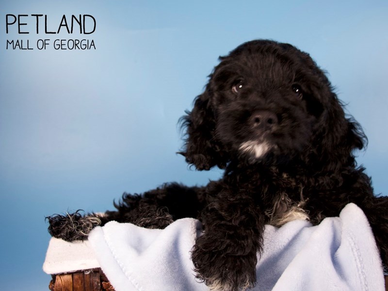 Cockapoo Puppy BLK ID:6070 Located at Petland Mall of Georgia