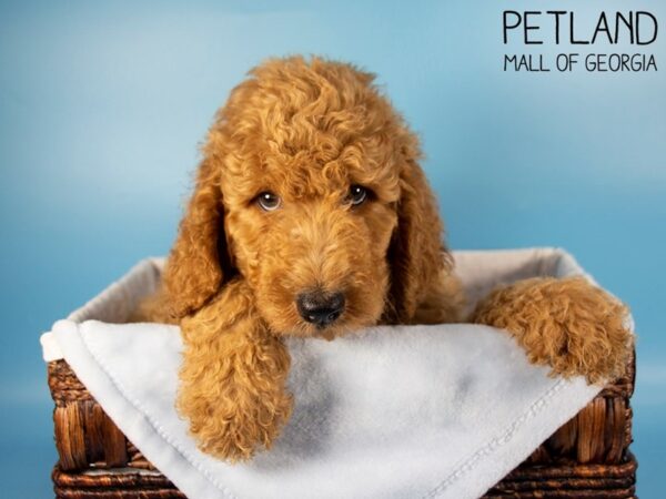 Standard Poodle-DOG-Male-Red-6053-Petland Mall of Georgia