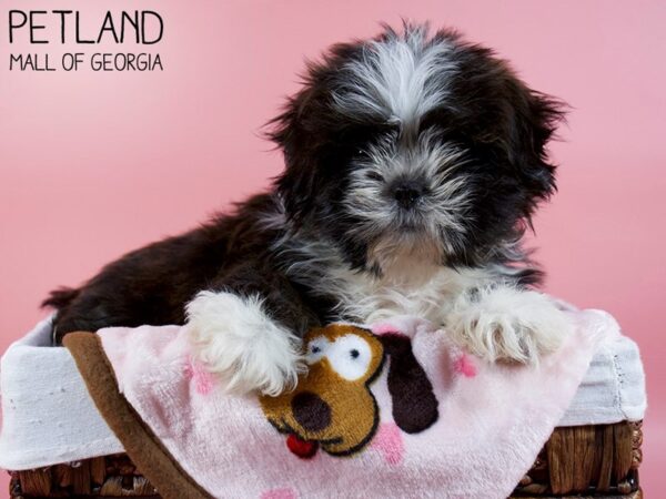 Shih Tzu DOG Female BRN WH 6127 Petland Mall of Georgia