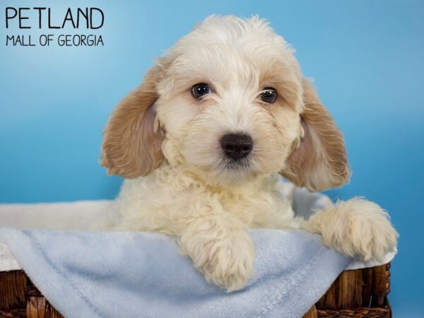 Cavapoo 2nd Gen-DOG-Male-BLENHEIM-6124-Petland Mall of Georgia