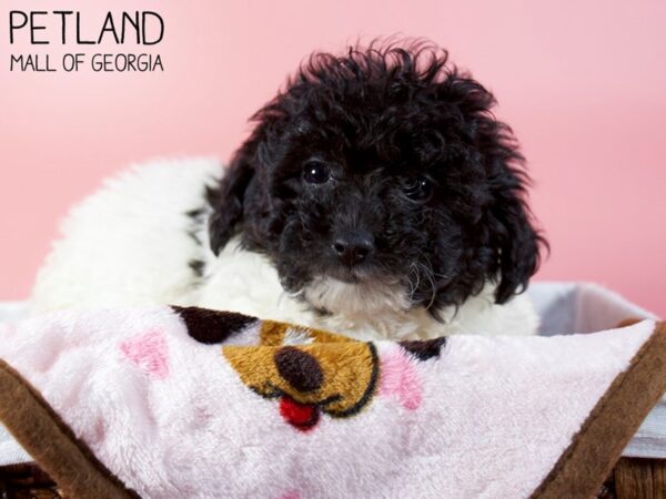 Maltipoo DOG Female BLK WHITE 6123 Petland Mall of Georgia