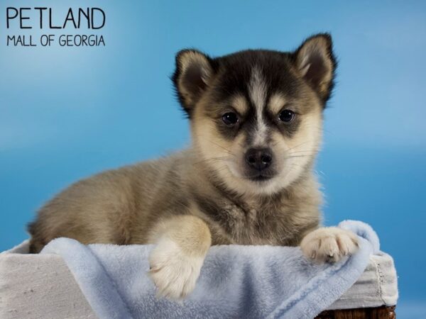 Pomsky 2nd Gen-DOG-Male-BLK WH-6122-Petland Mall of Georgia