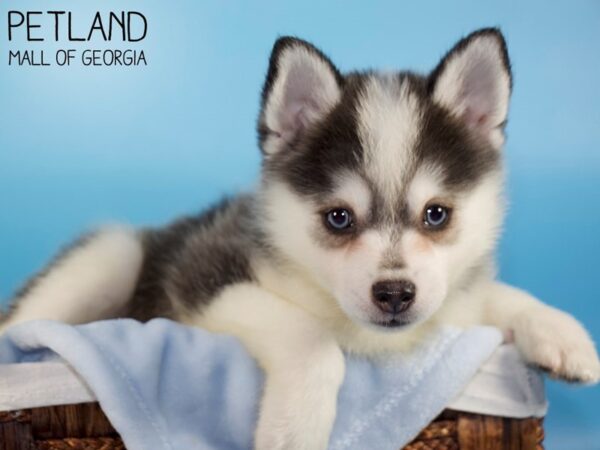 Pomsky 2nd Gen-DOG-Male-BLK WHITE-6120-Petland Mall of Georgia