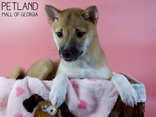 Shiba Inu DOG Female RED 6090 Petland Mall of Georgia