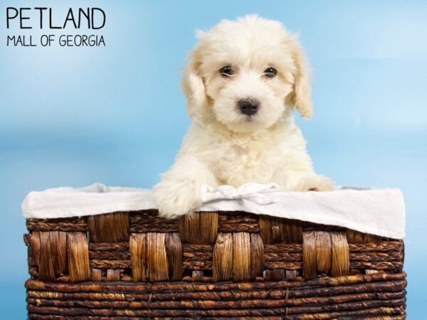 Bichonpoo-DOG-Male-RED-6171-Petland Mall of Georgia