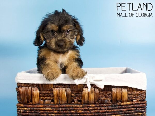 Yorkie Cavachon-DOG-Male-BLACK TAN-6169-Petland Mall of Georgia