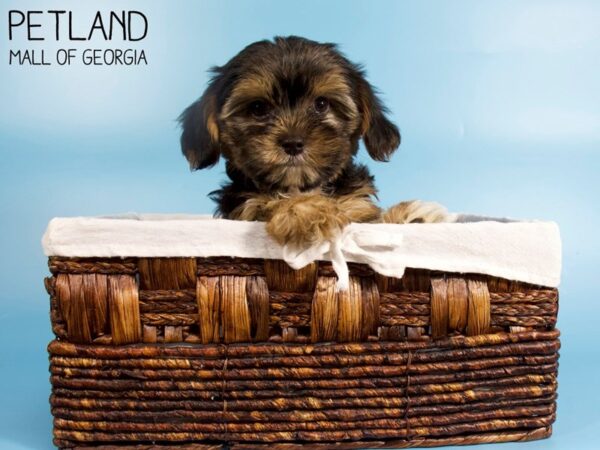 Yorkie Cavachon-DOG-Male-BLACK TAN-6157-Petland Mall of Georgia